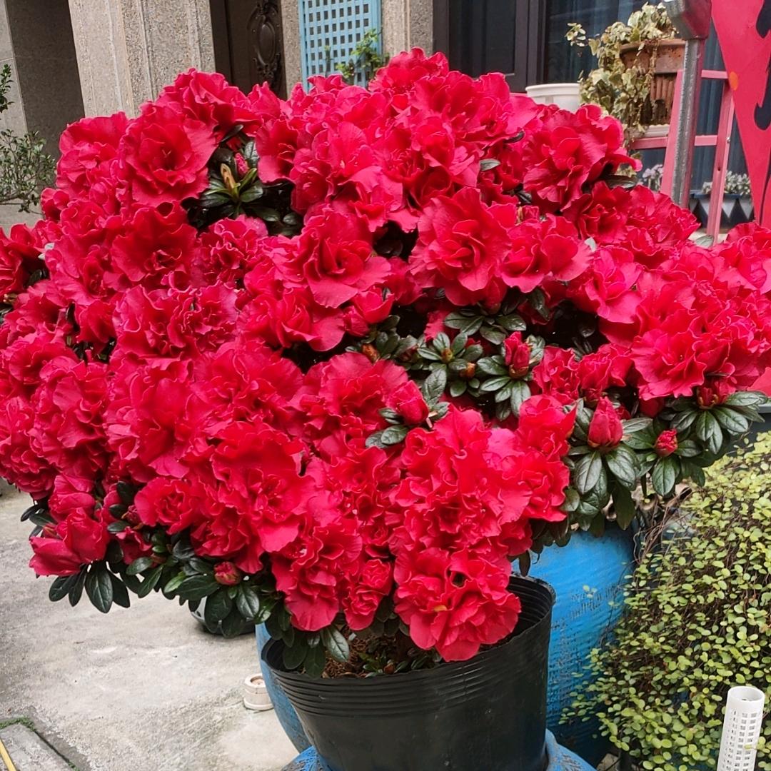 梦羽722，上林村部理发15元