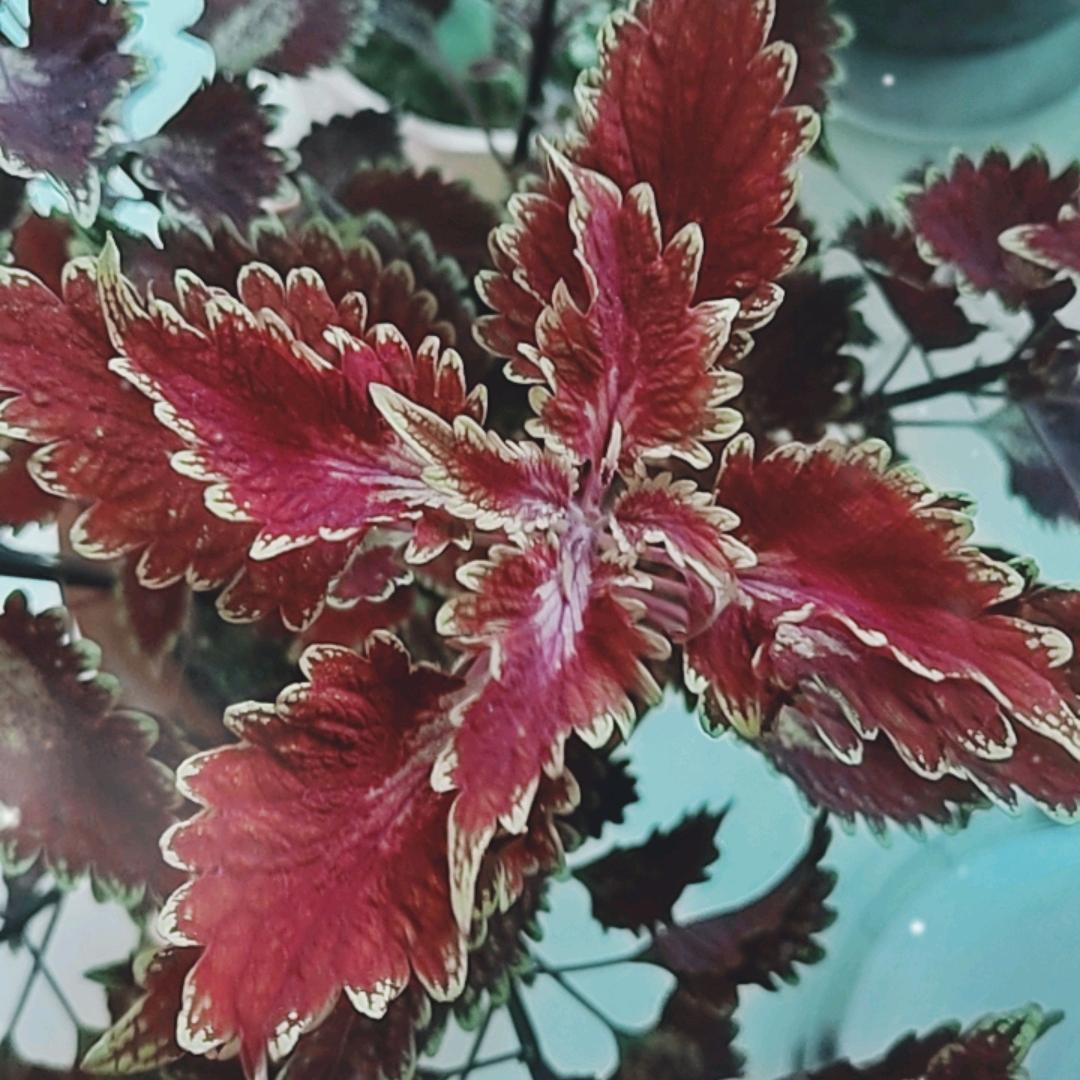芳芳╭(╯ε╰)╮