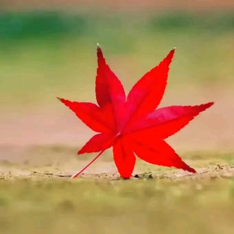 一片枫叶⸝⸝⸝˘◡˘♡