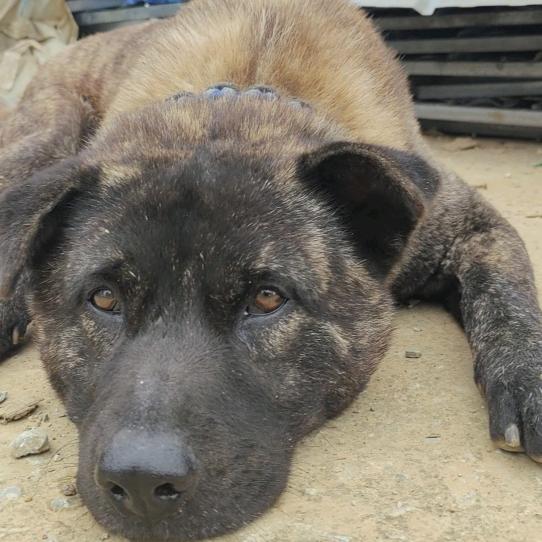 帅帅不是我名字是我长相