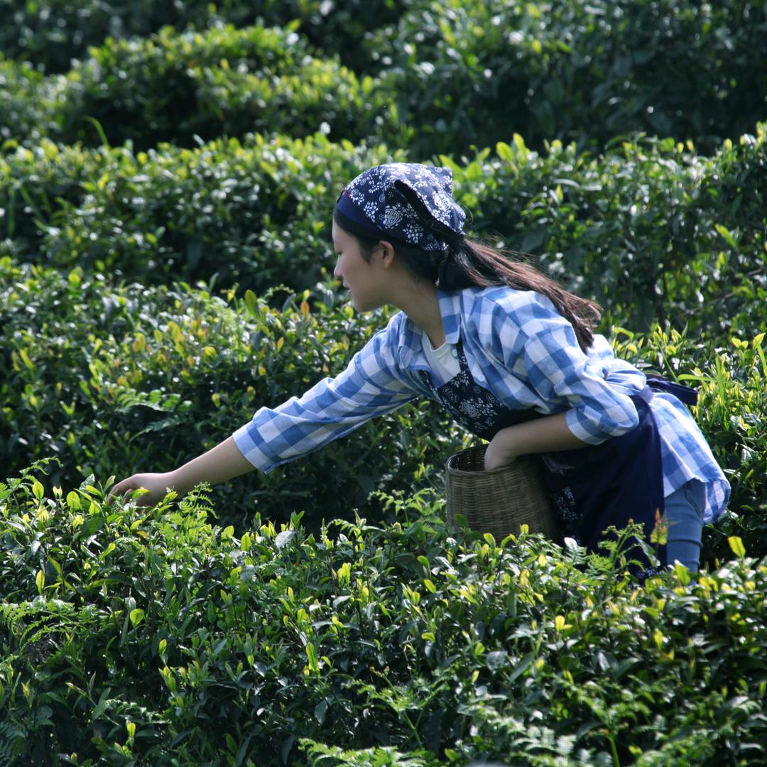 明德茶懿小妹