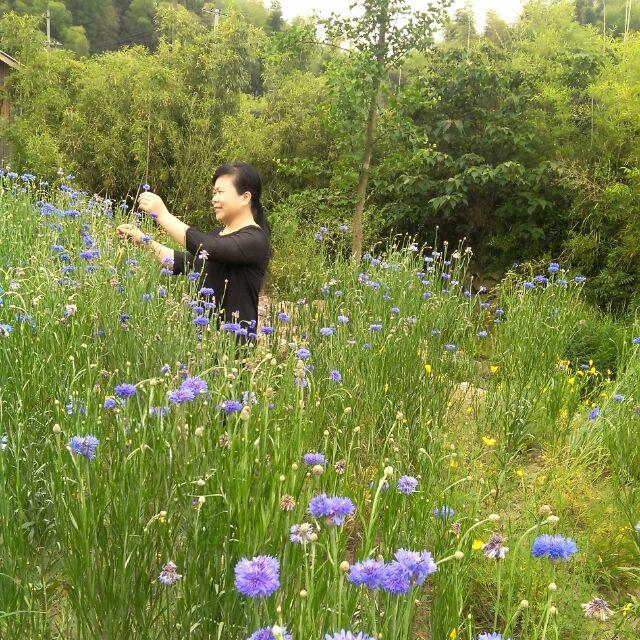 淡淡的幸福