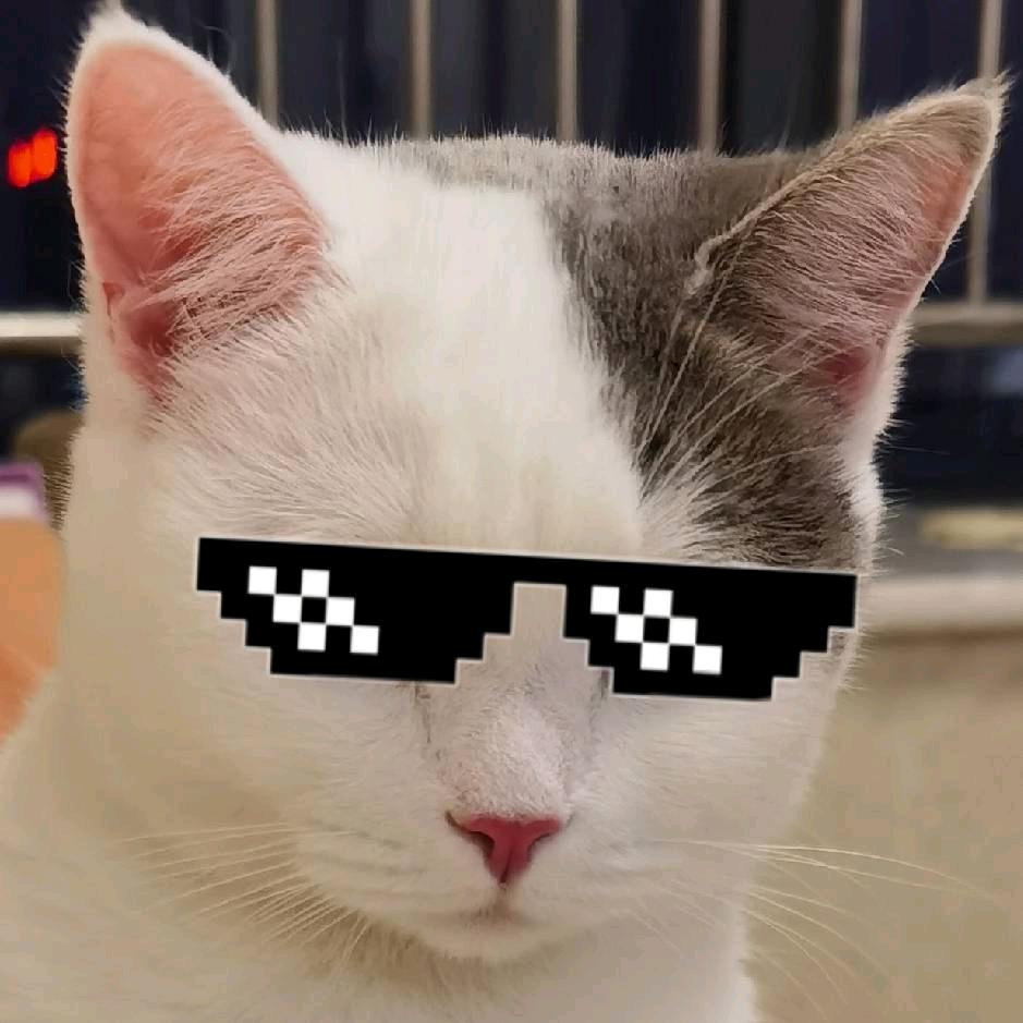 小猫豆瓣酱～