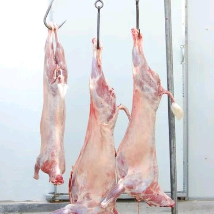 满都拉鲜肉行520