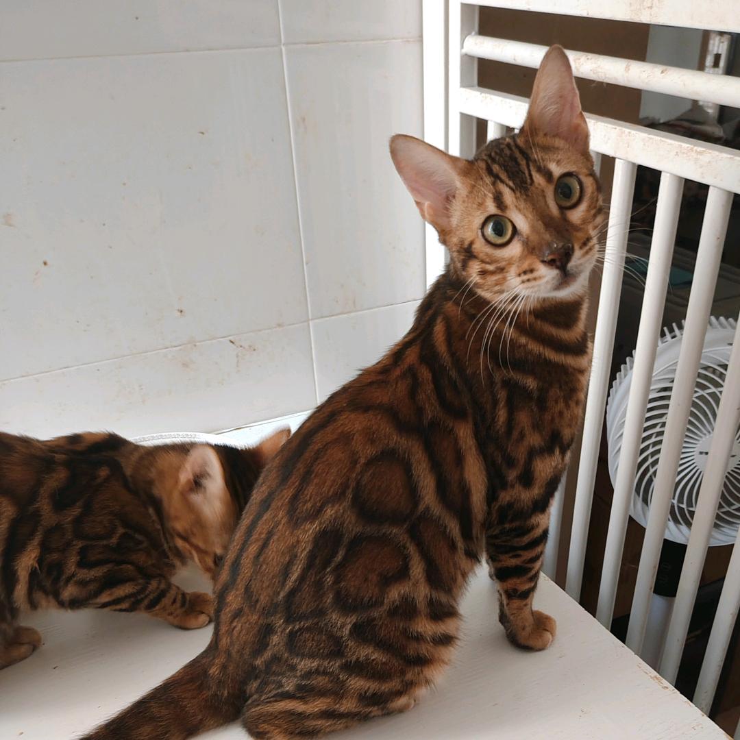 福哥教你拍爆款短视频