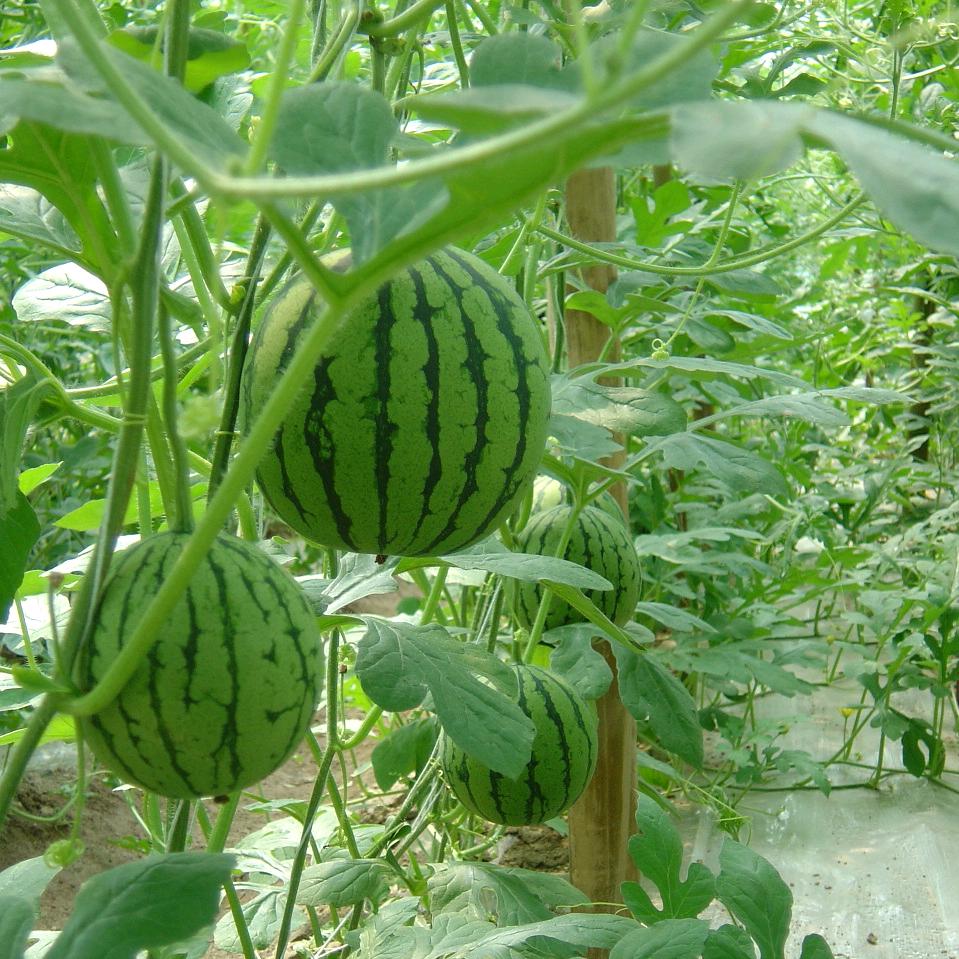 小付西瓜种植3366