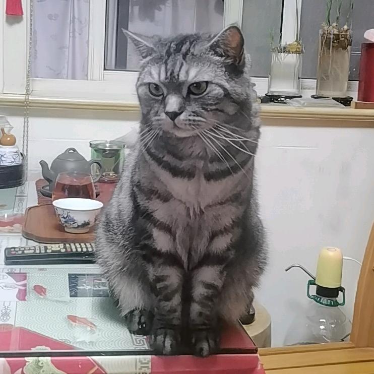 叁猫爸爸