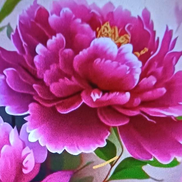 开心快乐🌹🌹🌹
