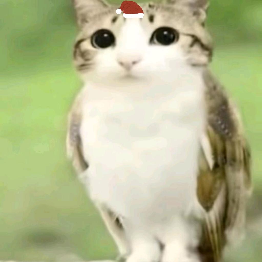 调皮的猫在发呆