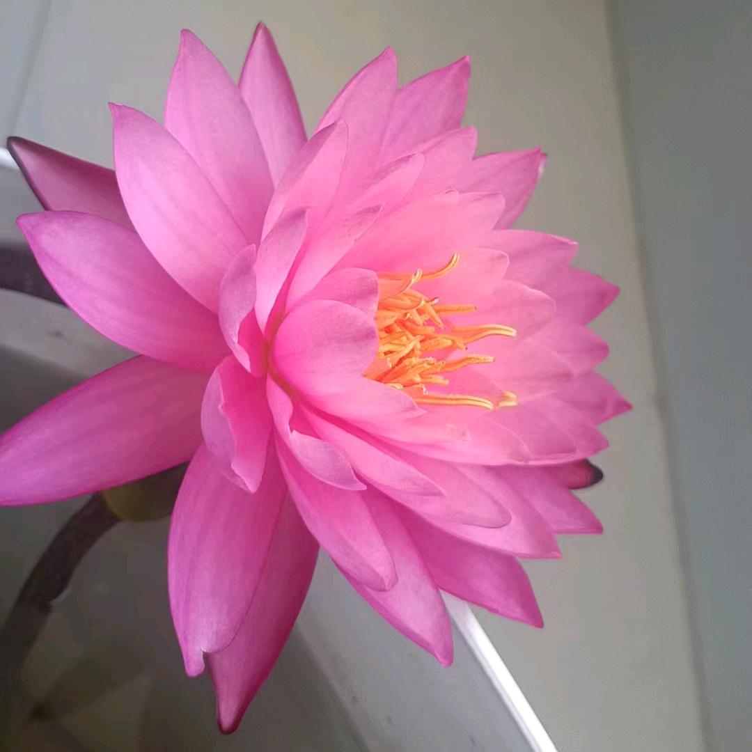 围挡实体生产厂家，大量现货