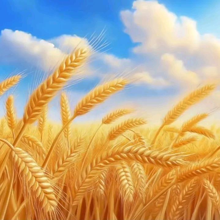 🍁好运🌾加倍💕🌻