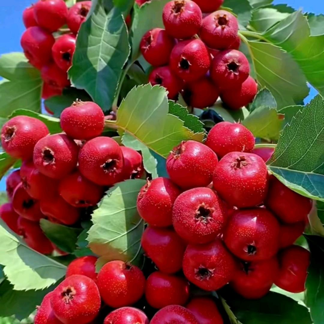 心悟