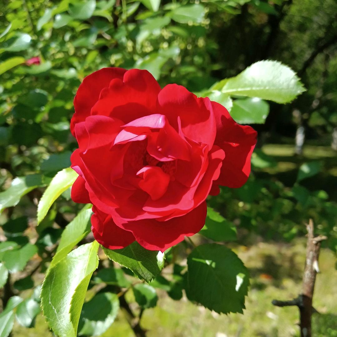 宝妈新手直播