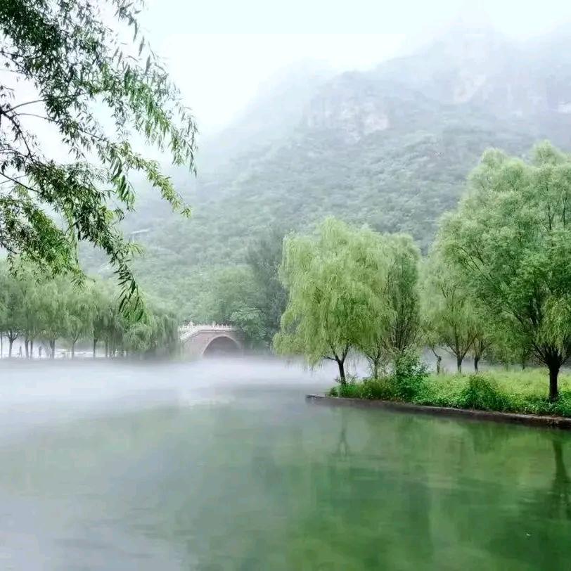 洋芋
