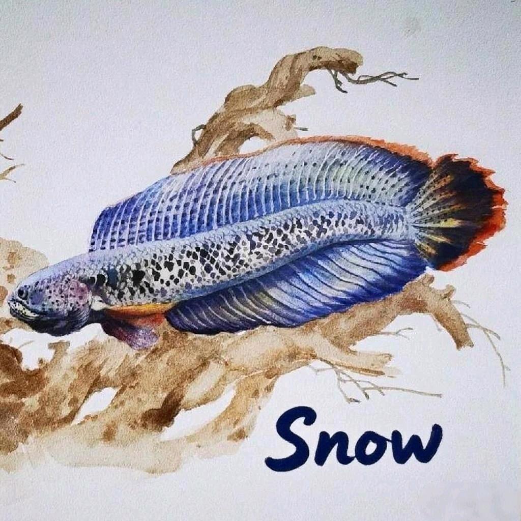 雪卡