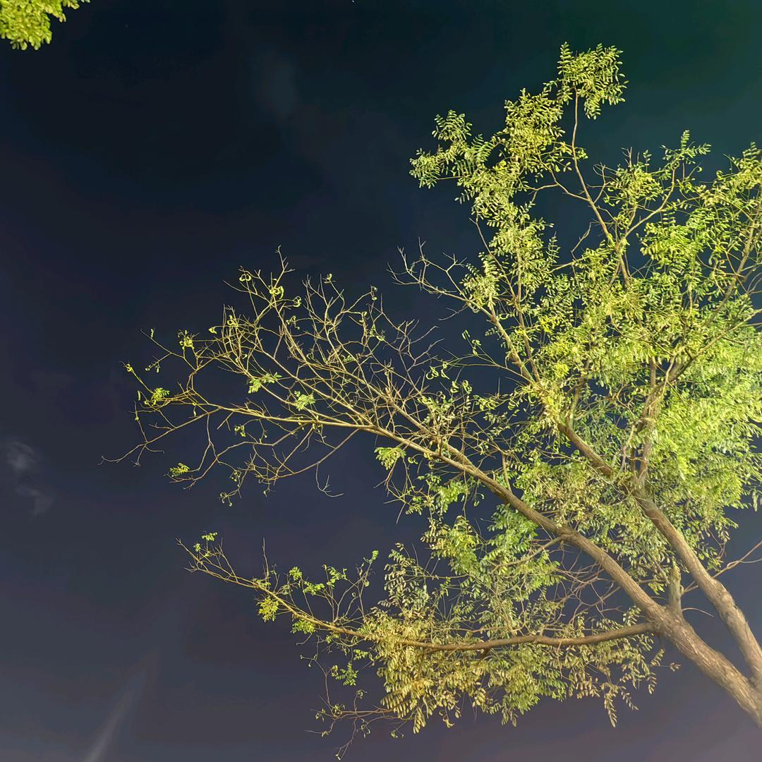 cpa备考的老仙女