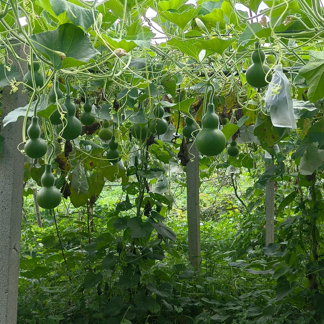 哈哈红黑木葫芦丝