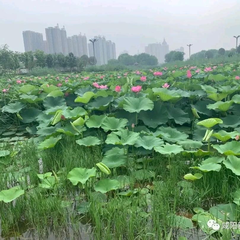 天龙地虎