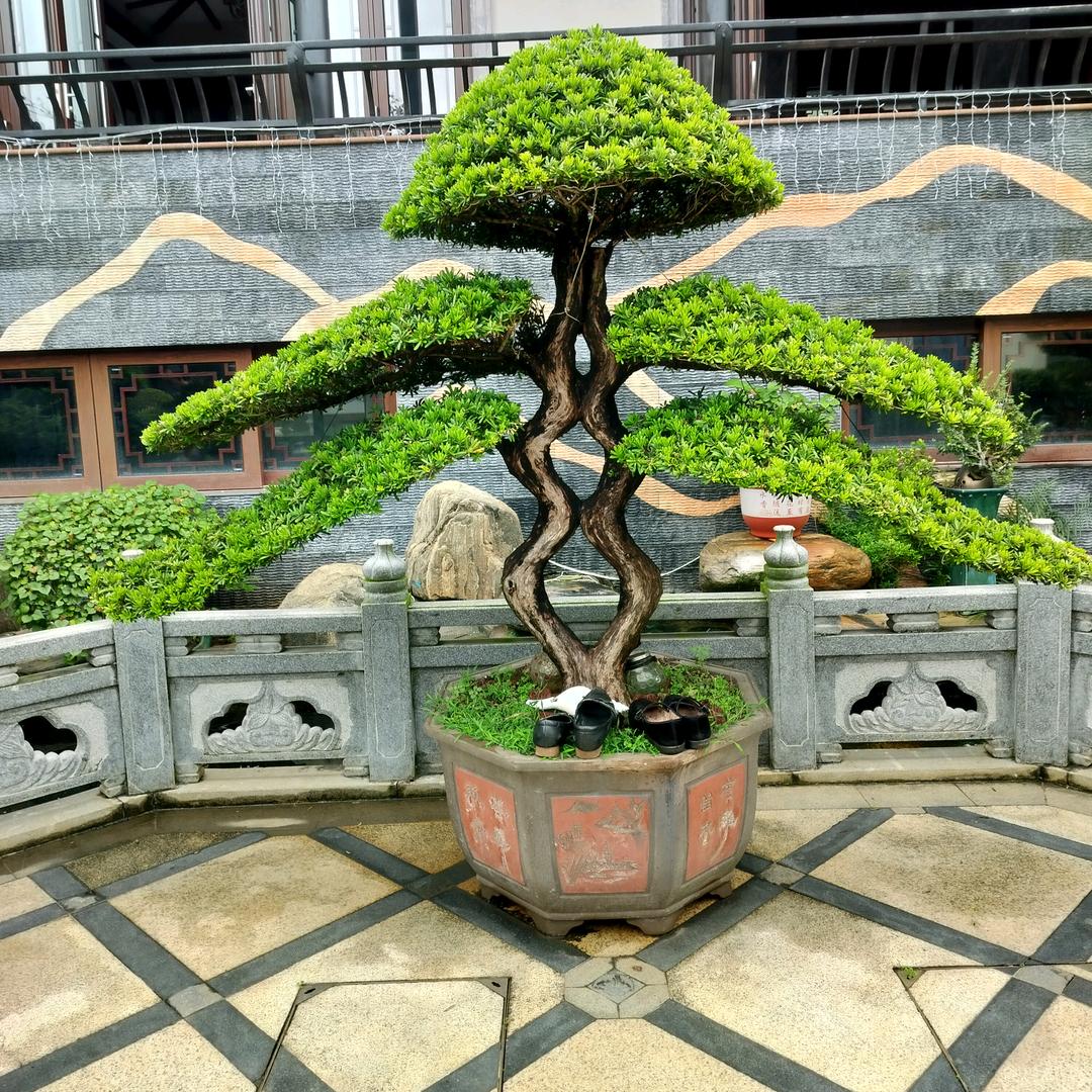 এ⁵²º᭄人因不惜而散ღ᭄ꦿ¹₃¹₄