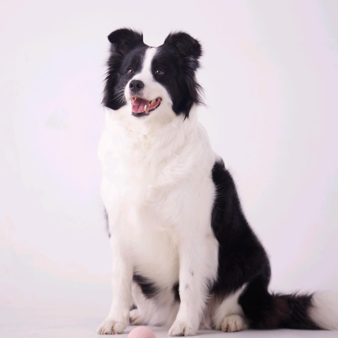 边牧软软