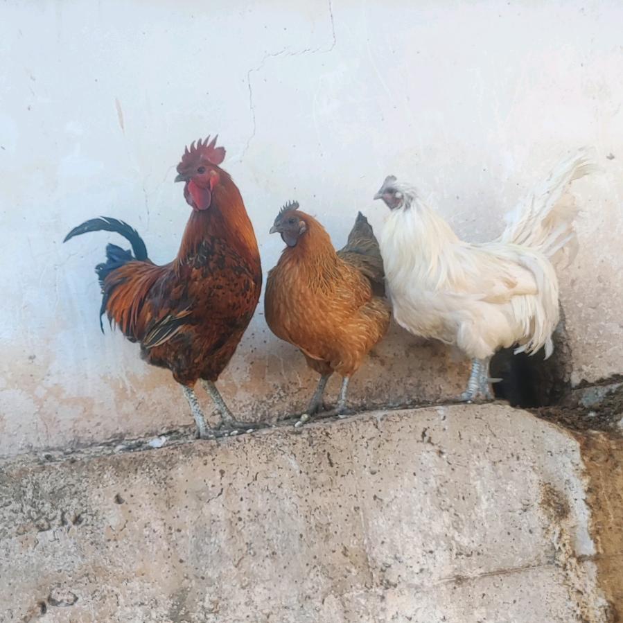 凉山正宗散养土鸡