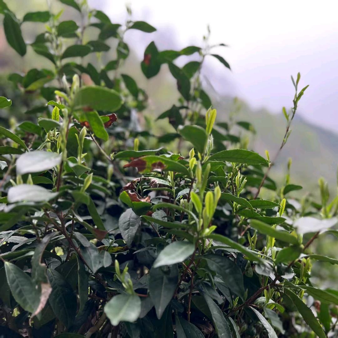 舒城小兰花茶叶加工零售