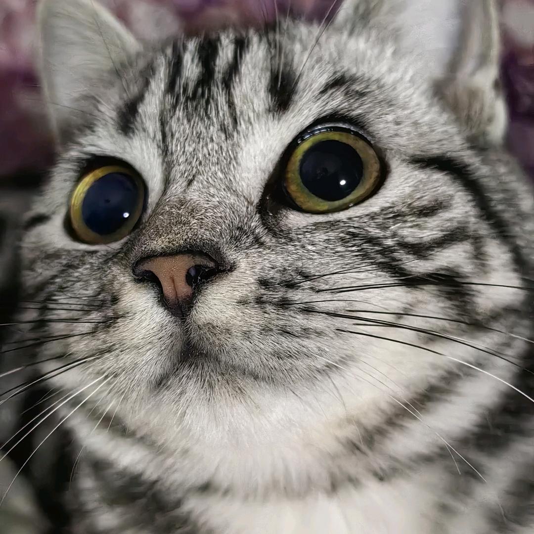 十五是只小猪咪