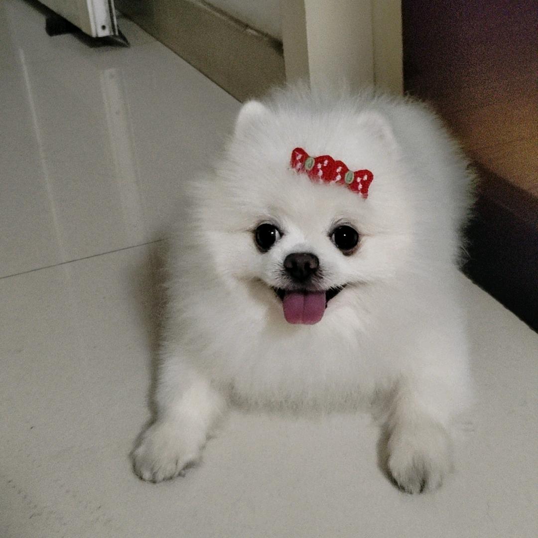 卷毛&豆宝