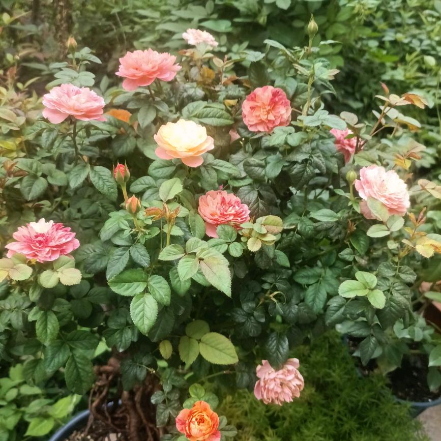 爱养花金神小伙