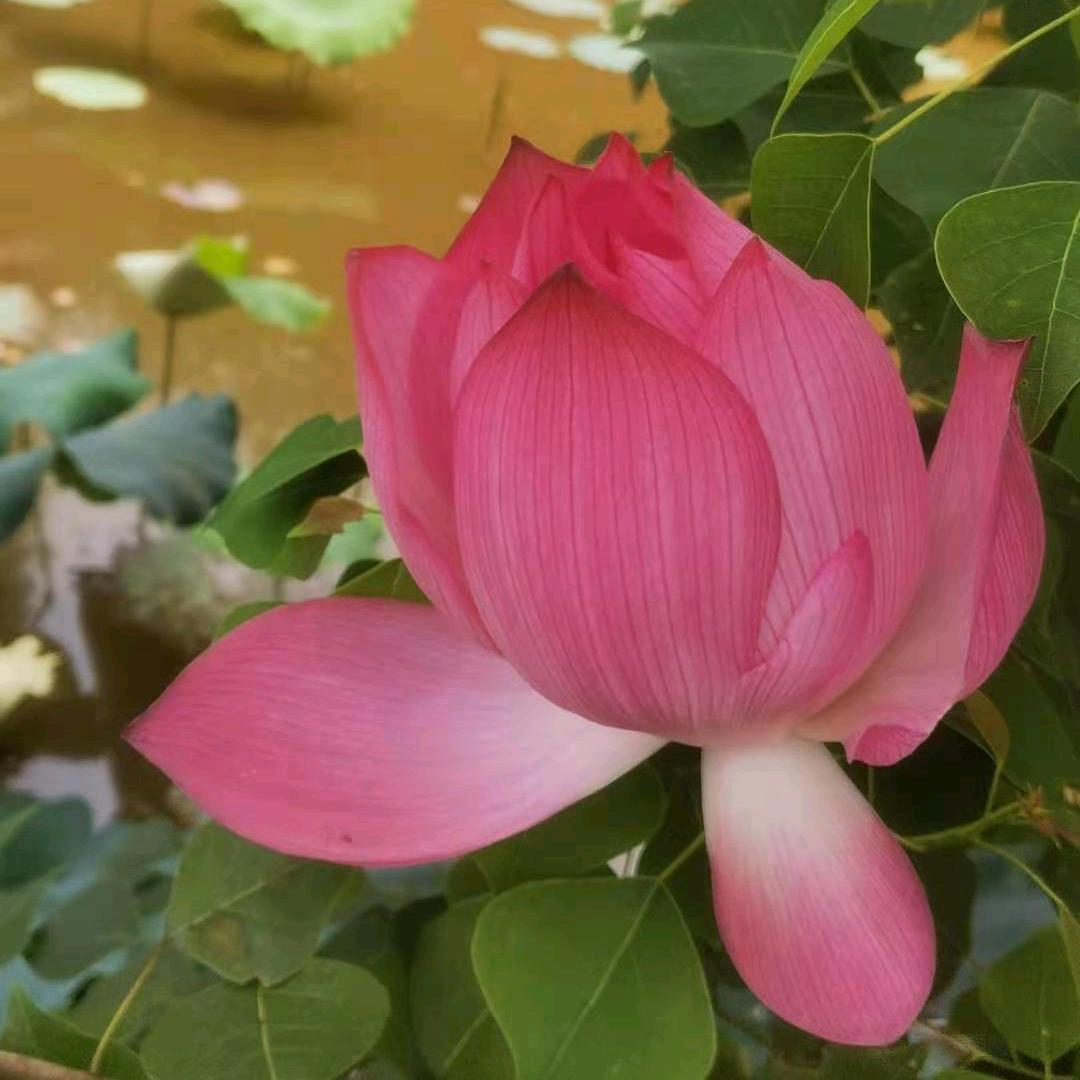 石头嘴(首播)