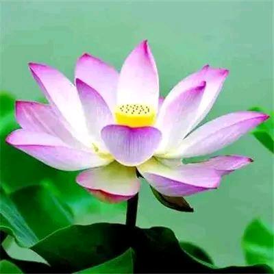 幸福微笑拒绝连赞