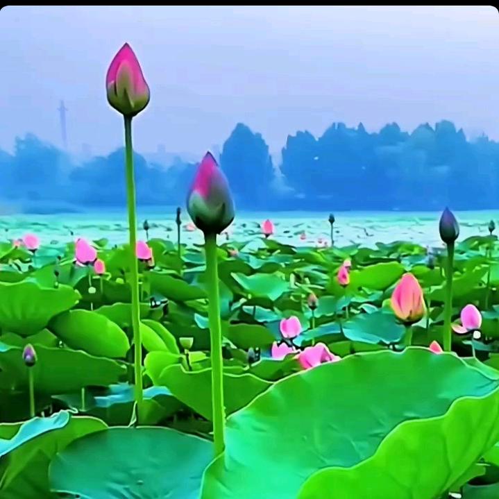 随缘而安。69年富贵鸡