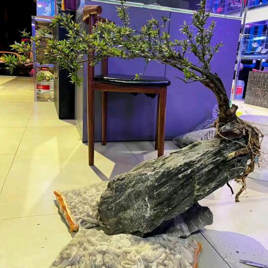 小桥流水绿植商行小溪盆景桩园