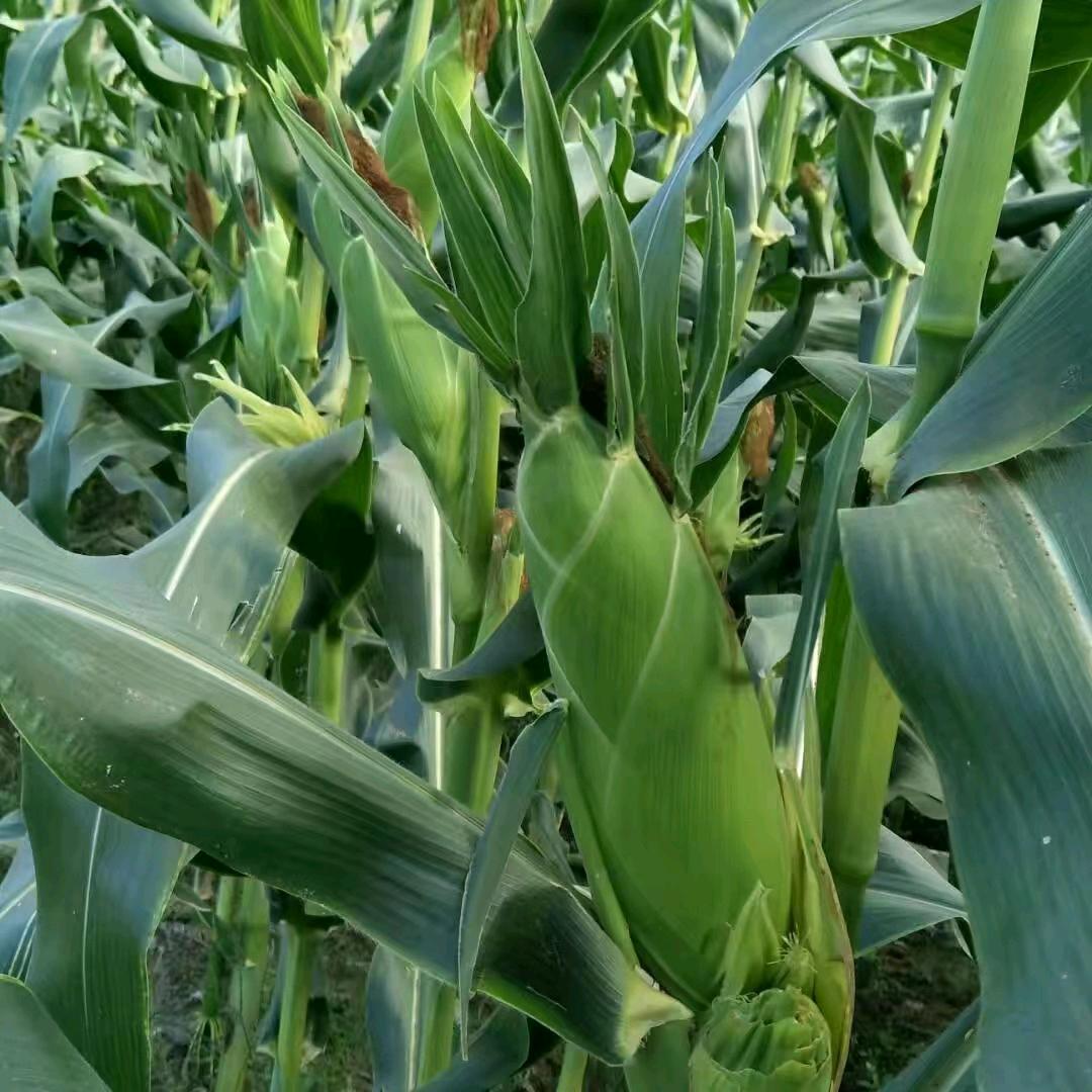 山东省平原县田园食品冷藏厂