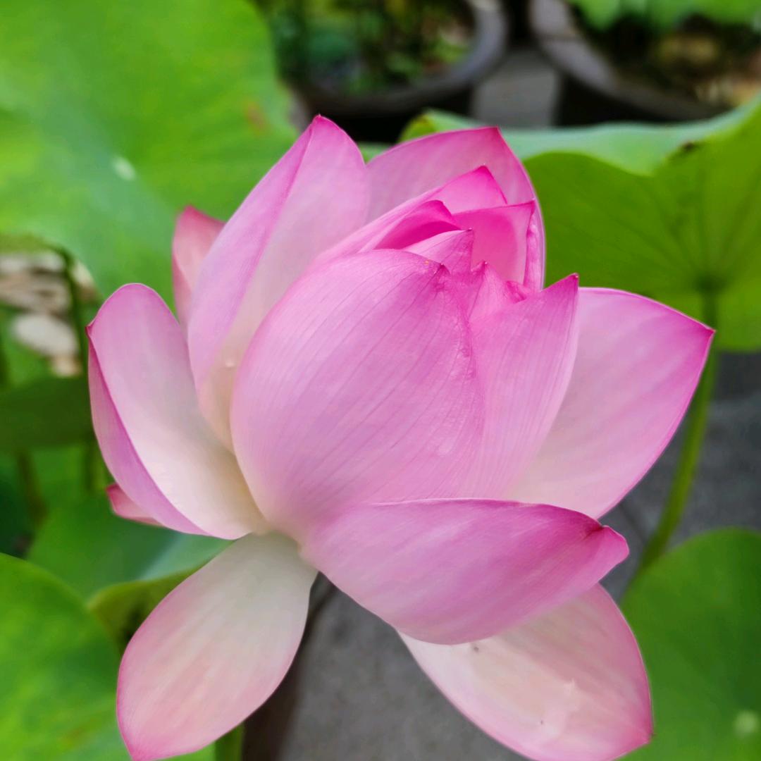 轻舞飞扬
