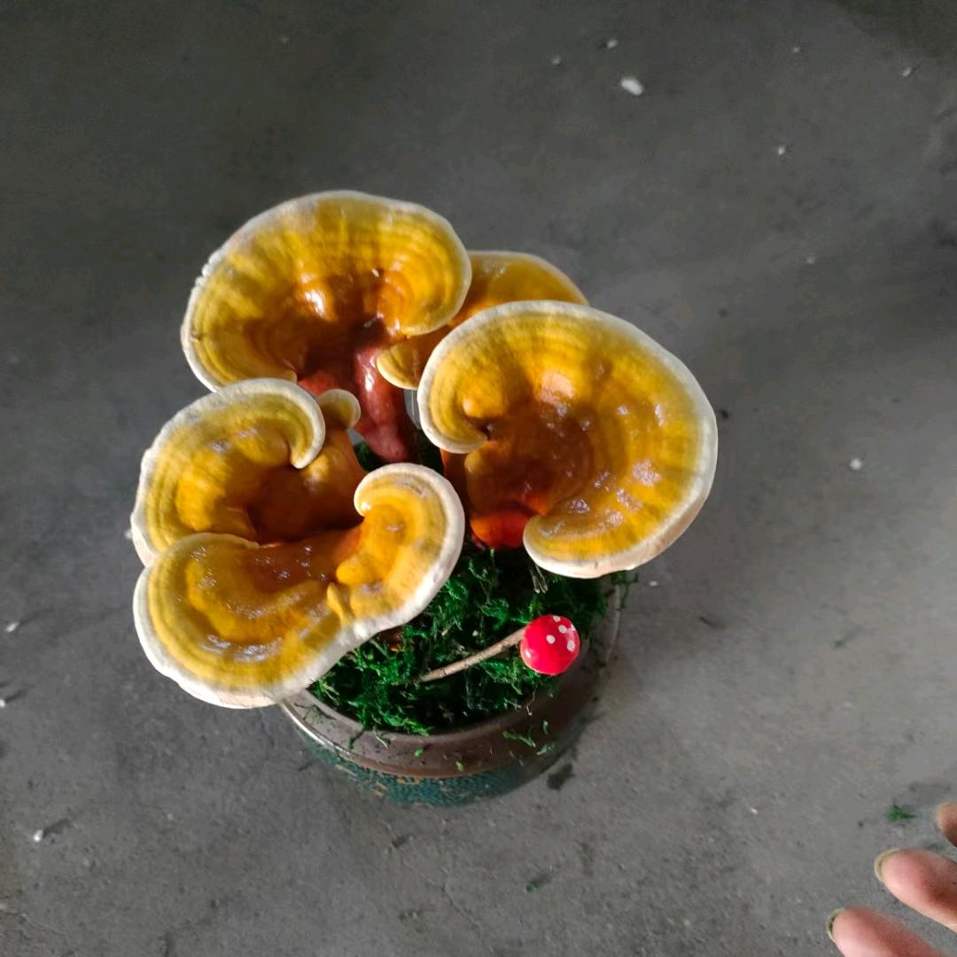 张哥（食用菌多种品种，灵芝种植基地，