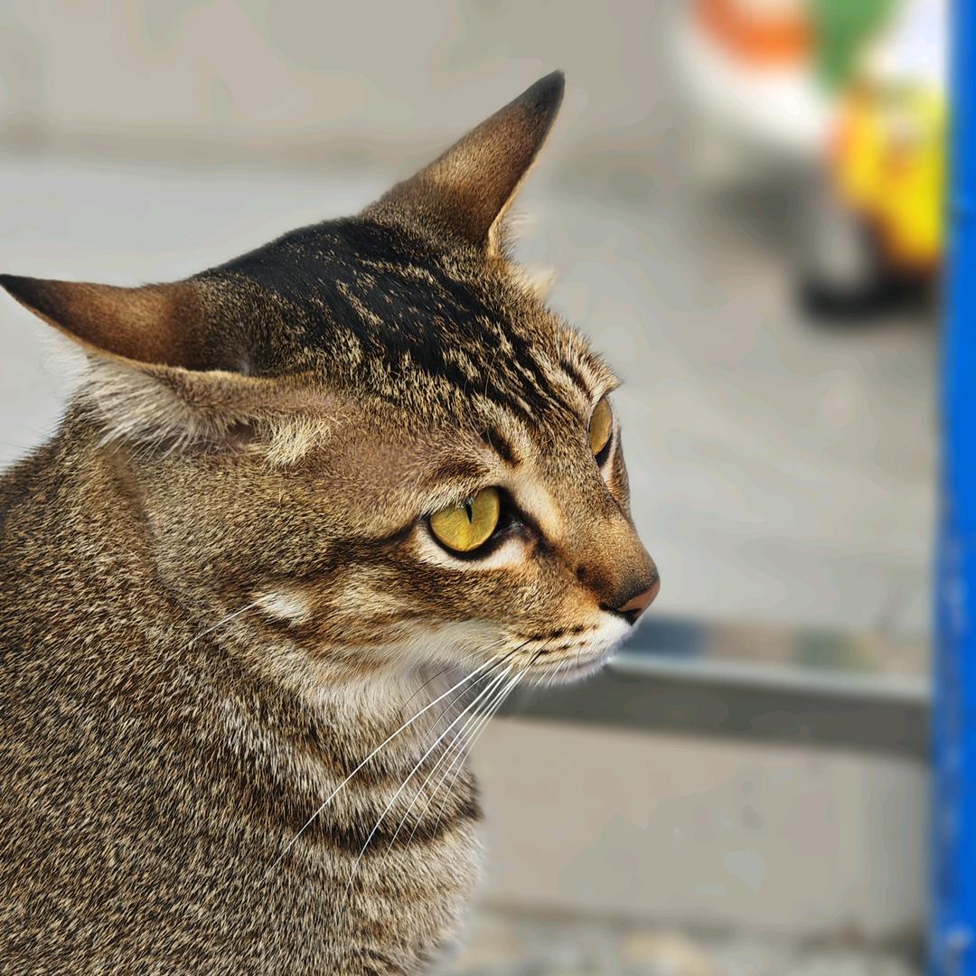 我在人间凑数的日子