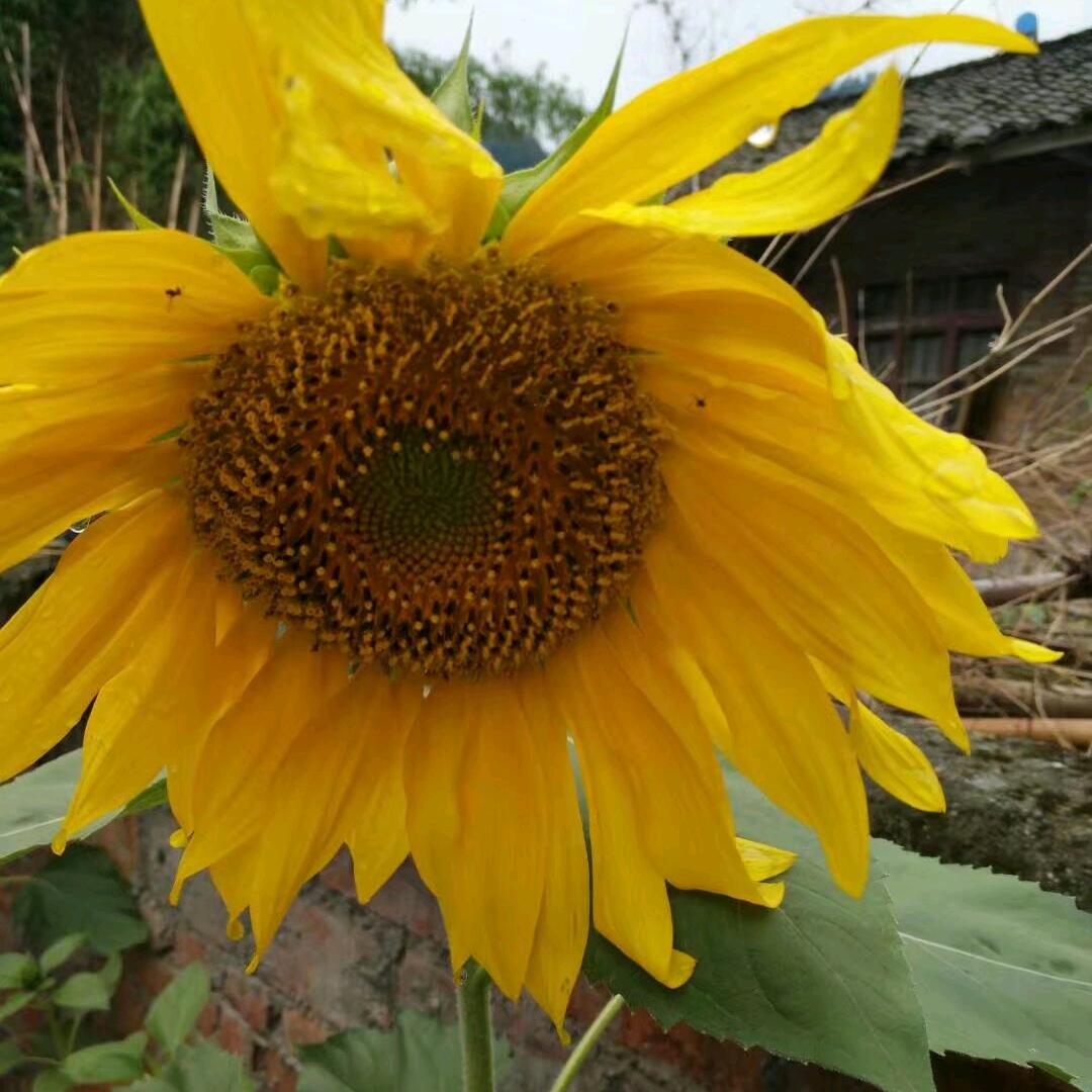 🌻向日葵🌻