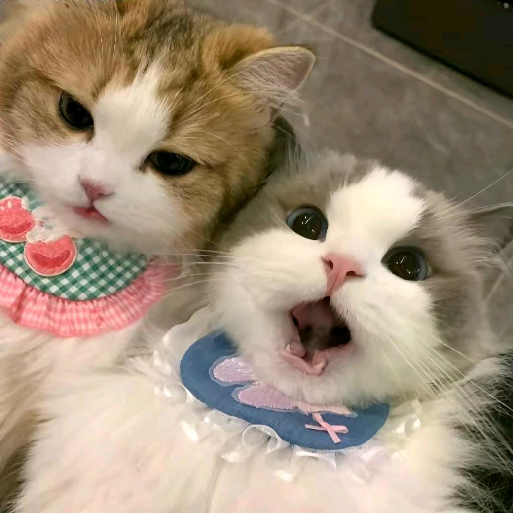 萧小五