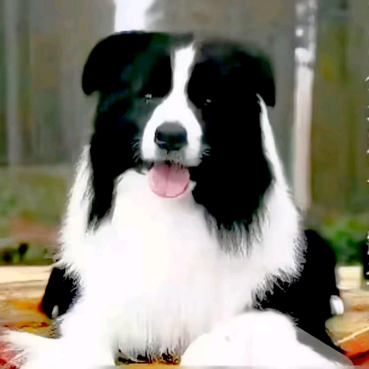 诚信犬舍（边牧）