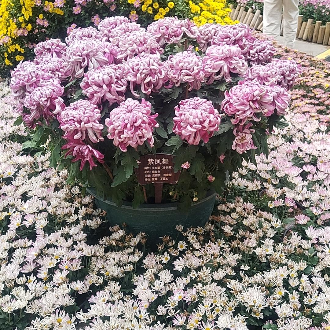 小敏