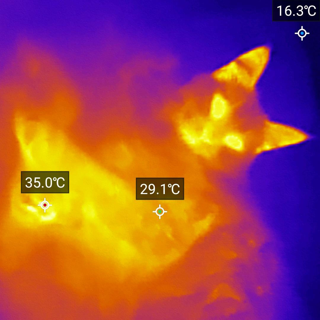 啤酒可乐八宝粥