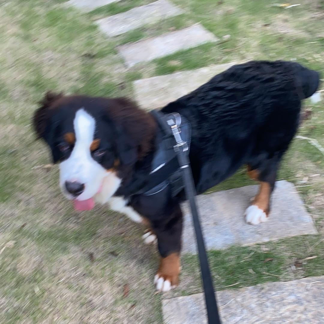 ་真情有爱