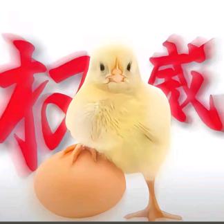 权威小鸡🐤