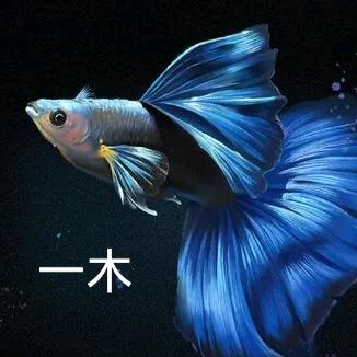 一木一友孔雀鱼