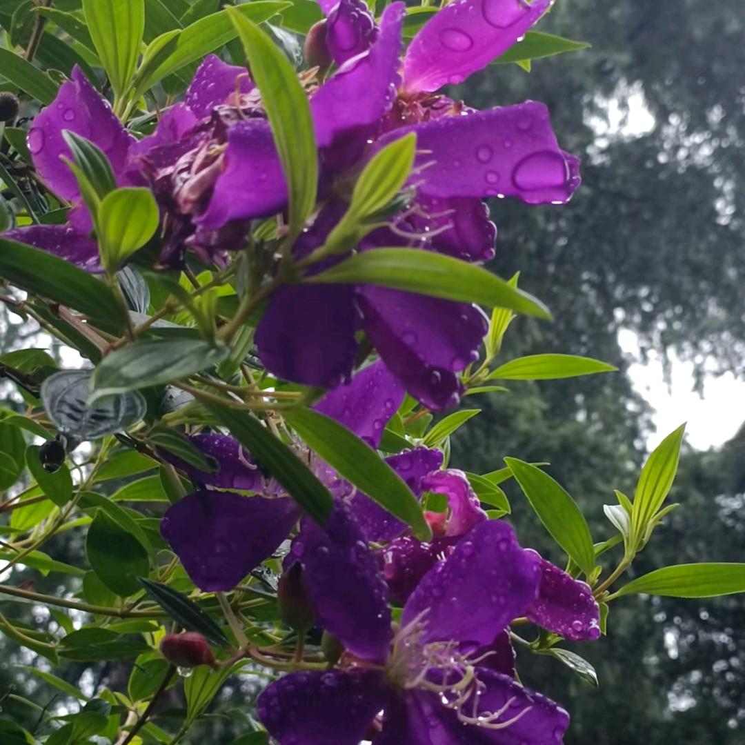 心已锁，梦已碎