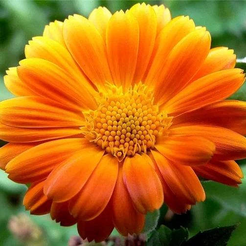 幸运花好物