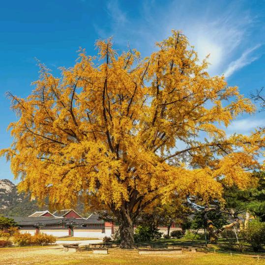 夏花