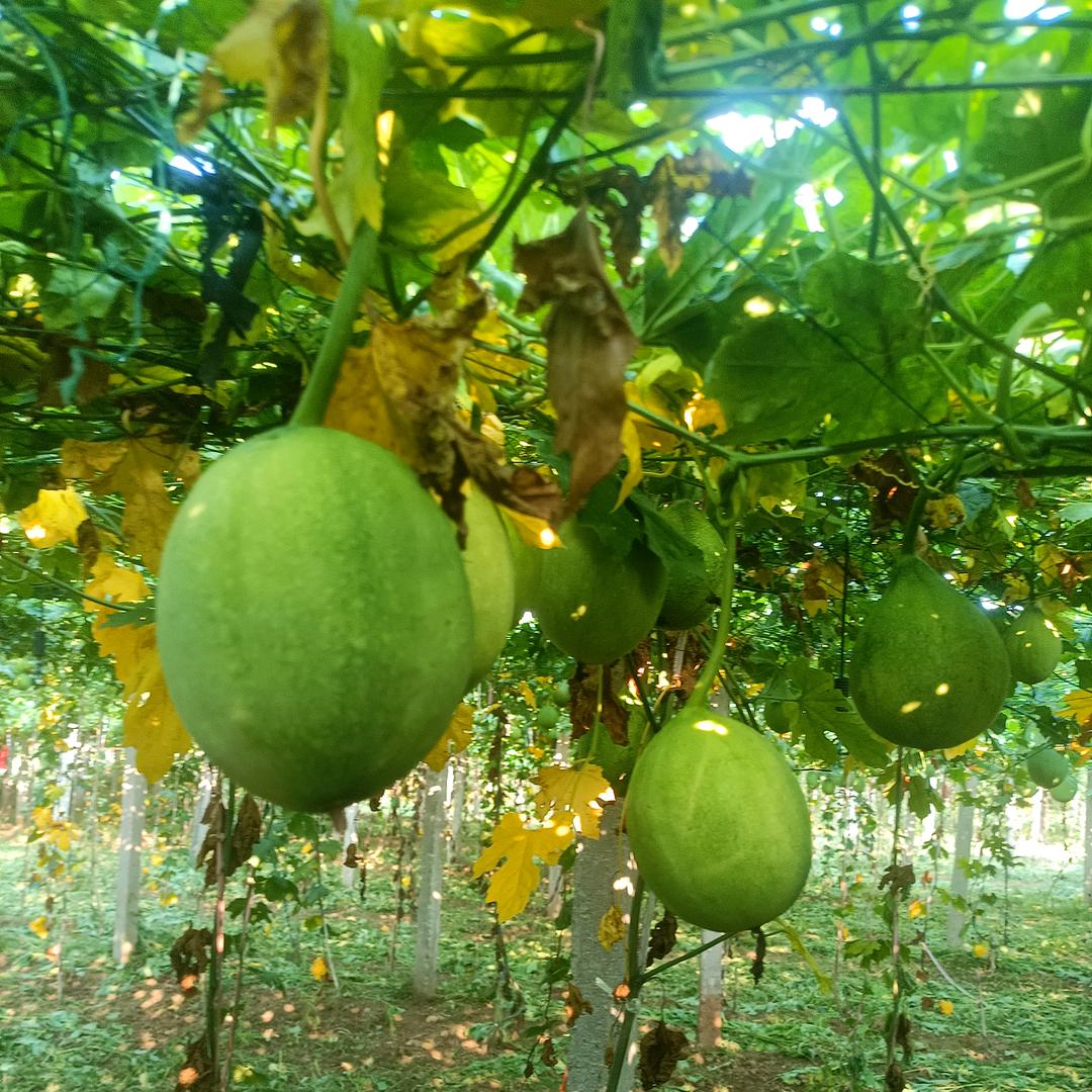 扬帆起航🇨🇳