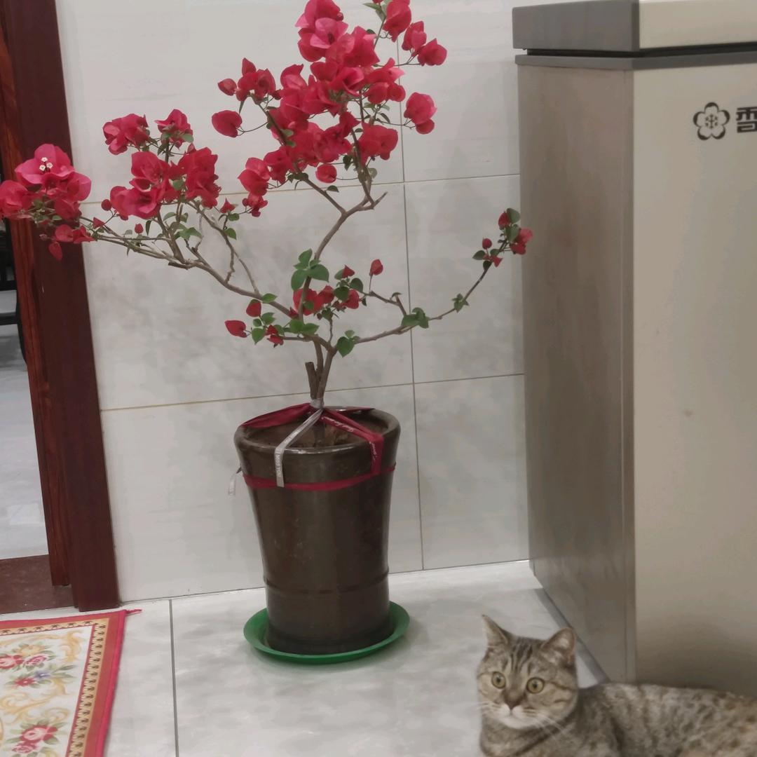 会飞的马